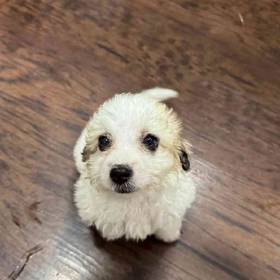 Poochon