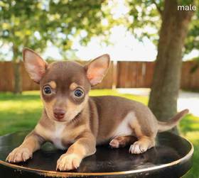 Chihuahua