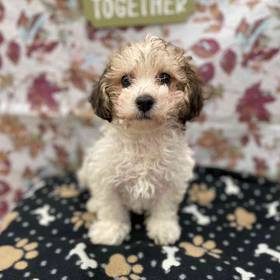 F1B Mini Goldendoodle