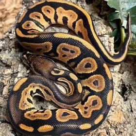 Ball Python