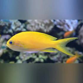 Yellow Anthias