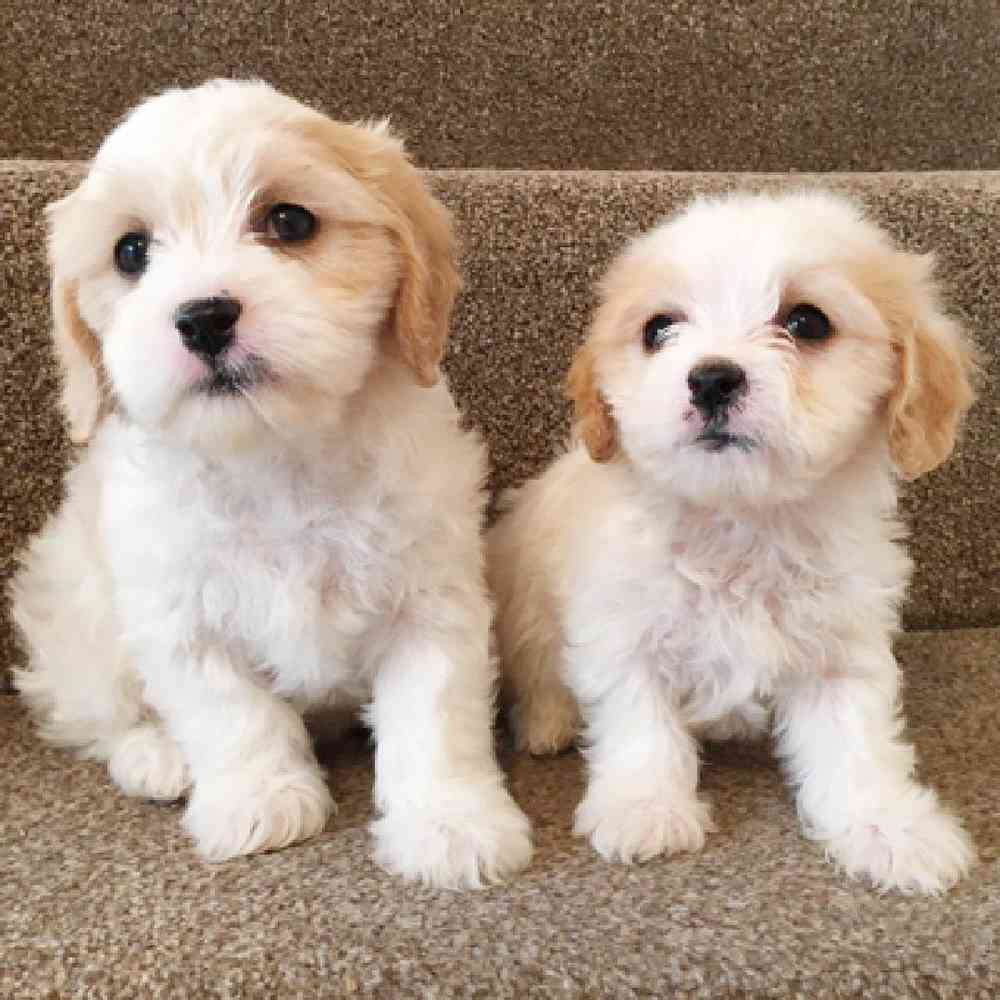 Cavachon