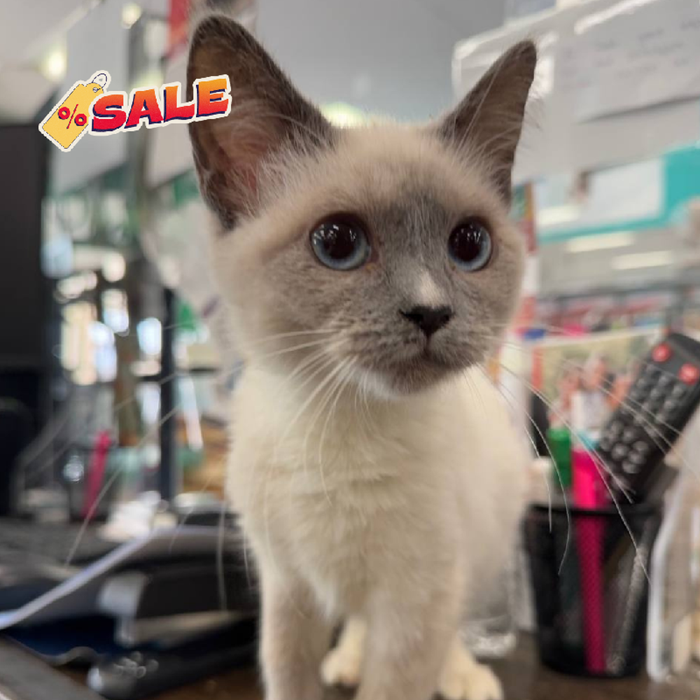 Snowshoe/Siamese Mix
