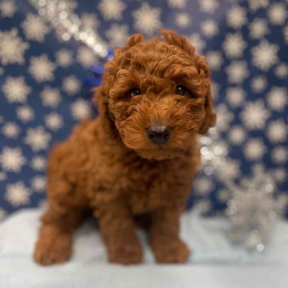 F1B Mini Goldendoodle