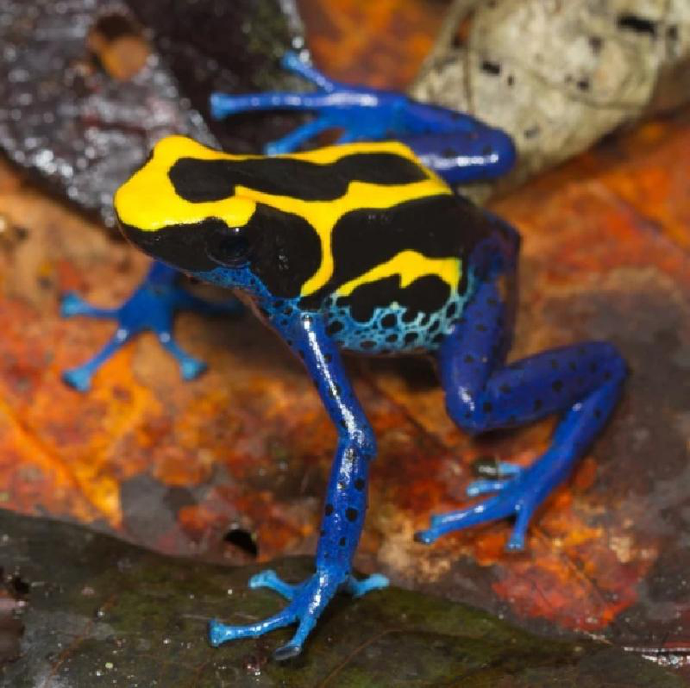 Dart Frog