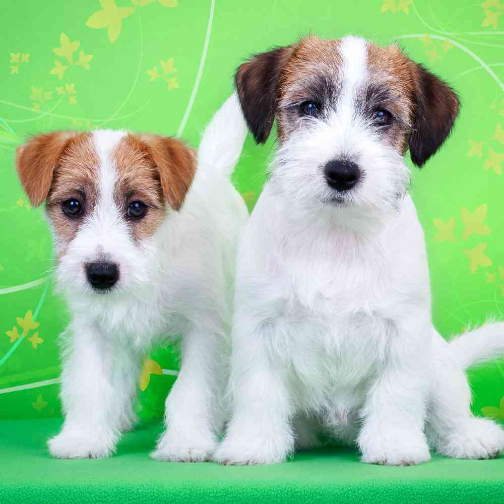 puppies jack russell terrier glatthaar