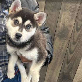 Alaskan Klee Kai