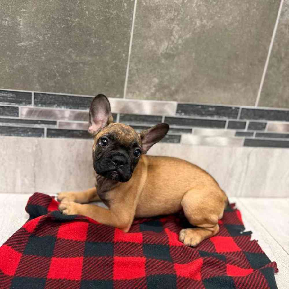 Male French Bulldog Puppy for Sale in New Haven, CT