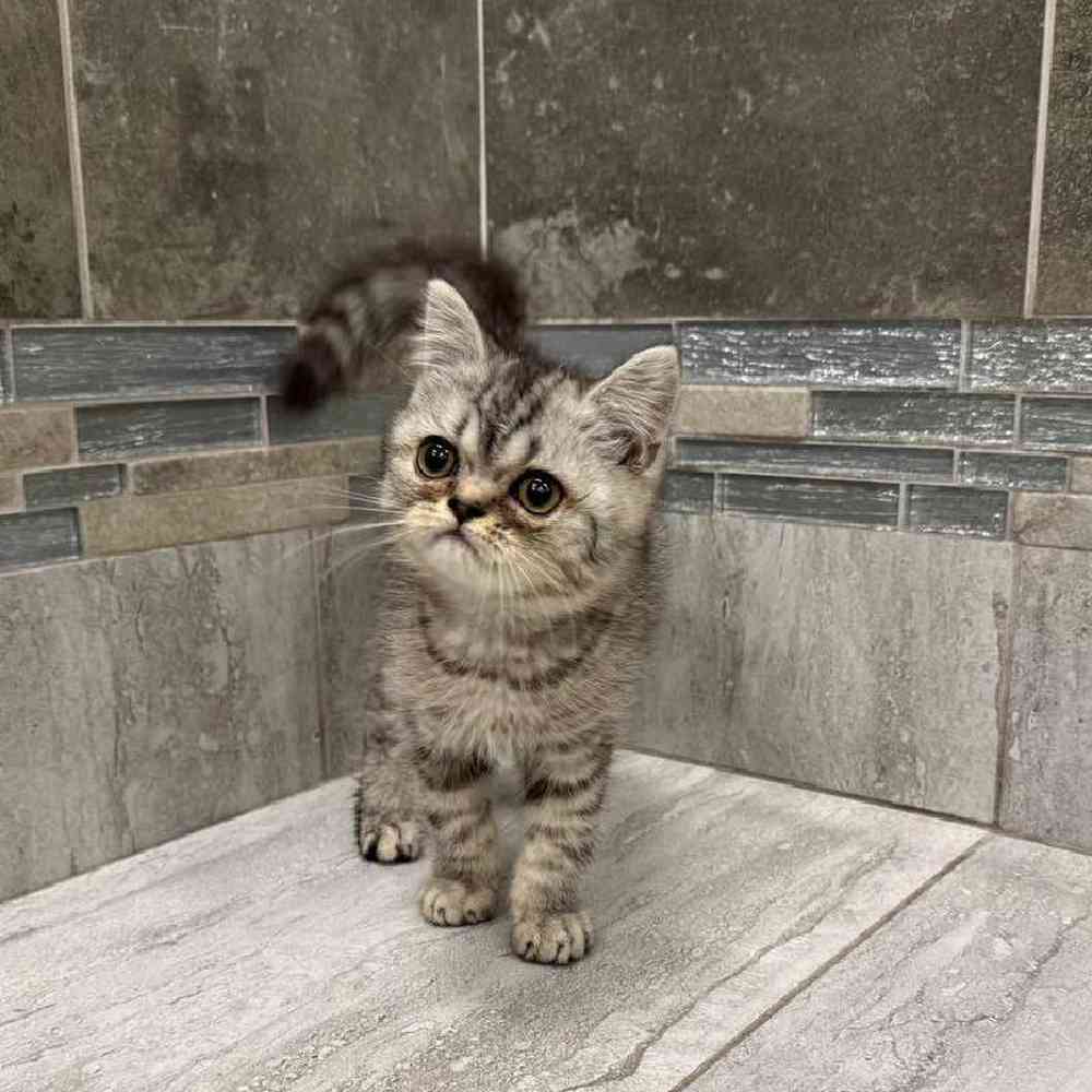 Exotic Shorthair Cat Adoption: Ultimate Guide to Loving Companions