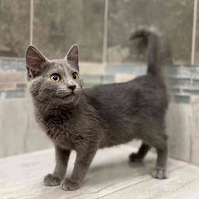Russian Blue