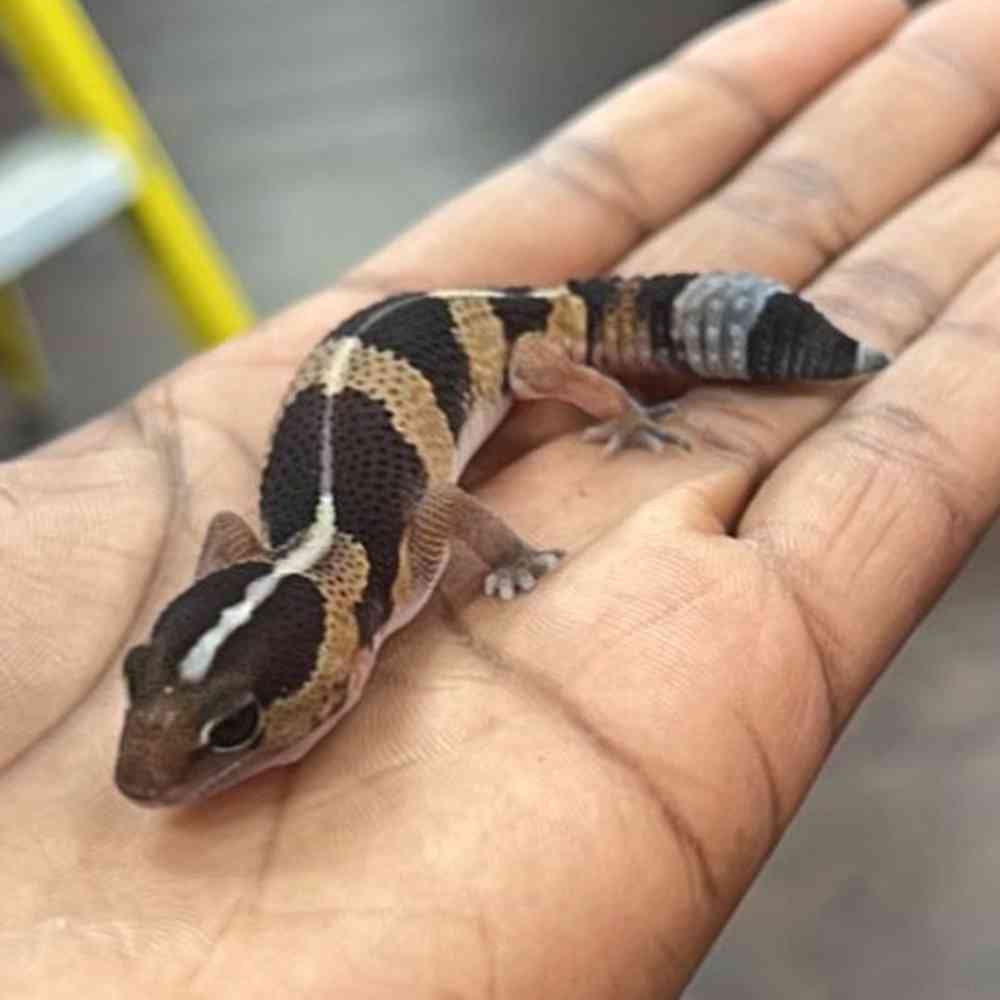 African Fat Tailed Gecko