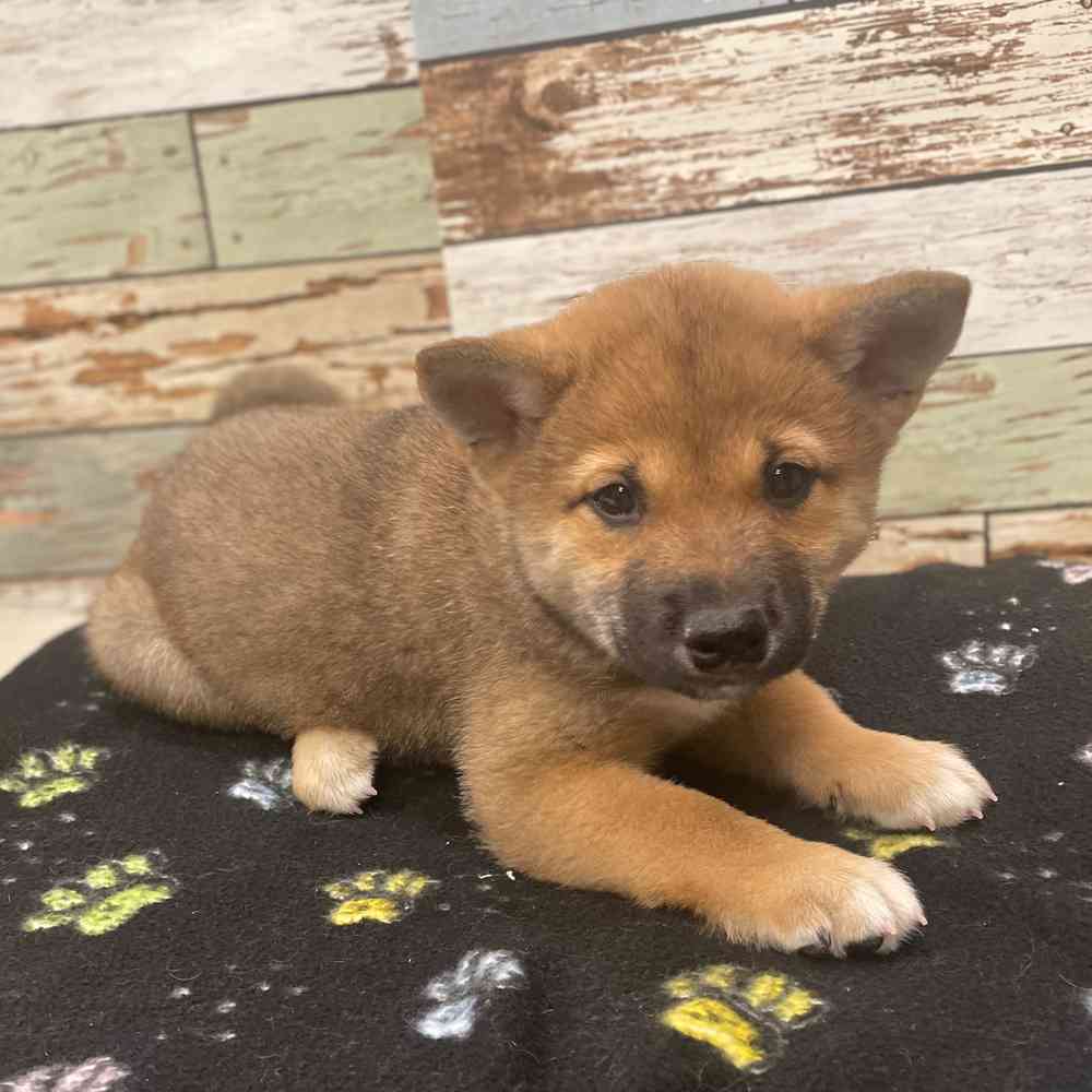 Shiba Inu Puppy for sale - New Haven