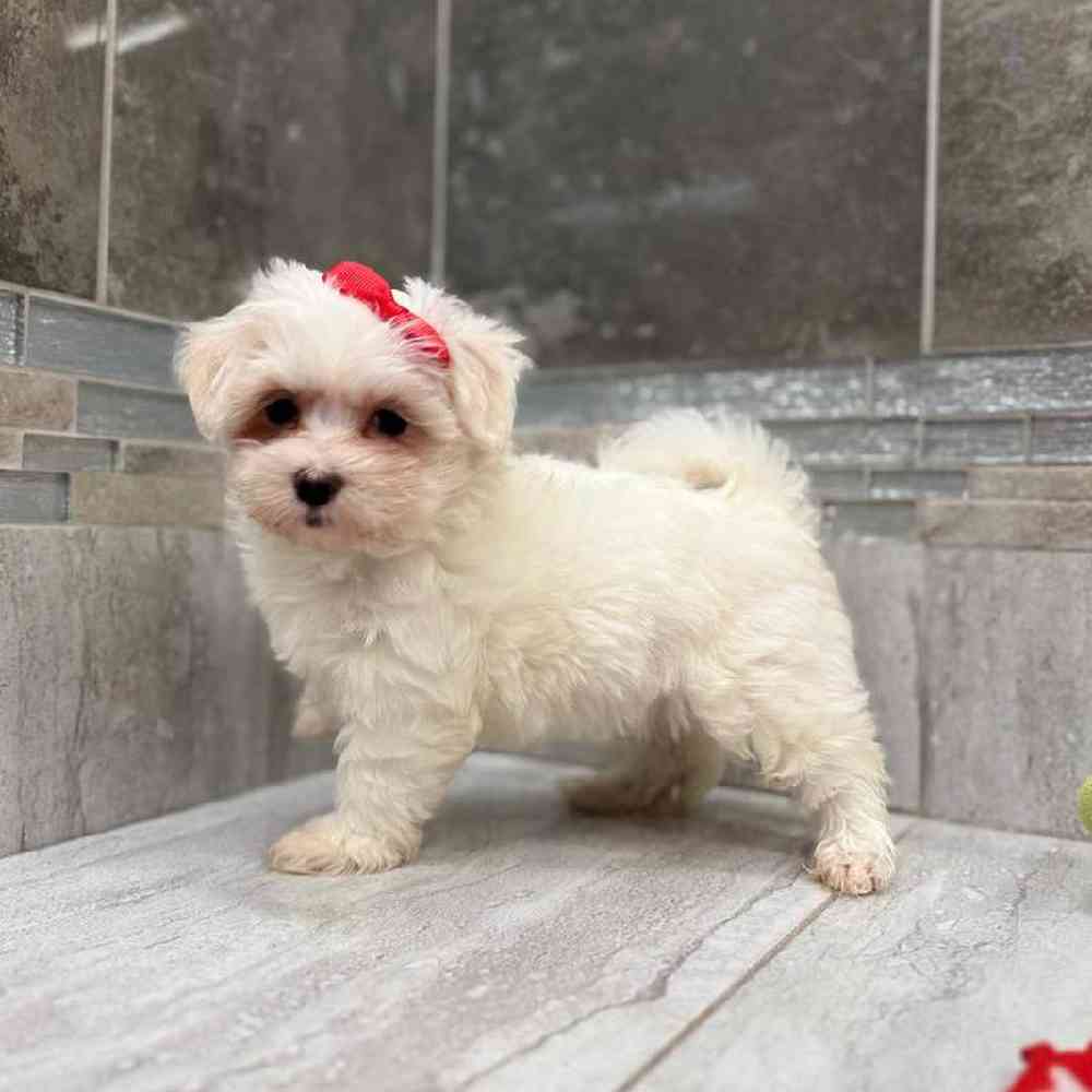Image of a pet breed in the gallery