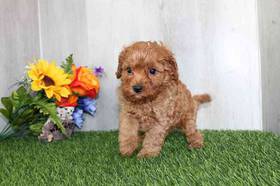 Cavapoo