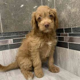 F1B Mini Goldendoodle