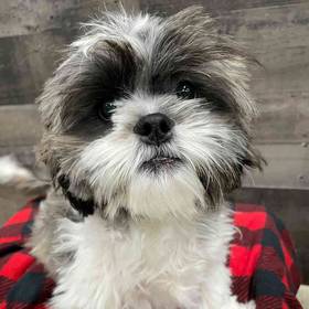 Shih Tzu