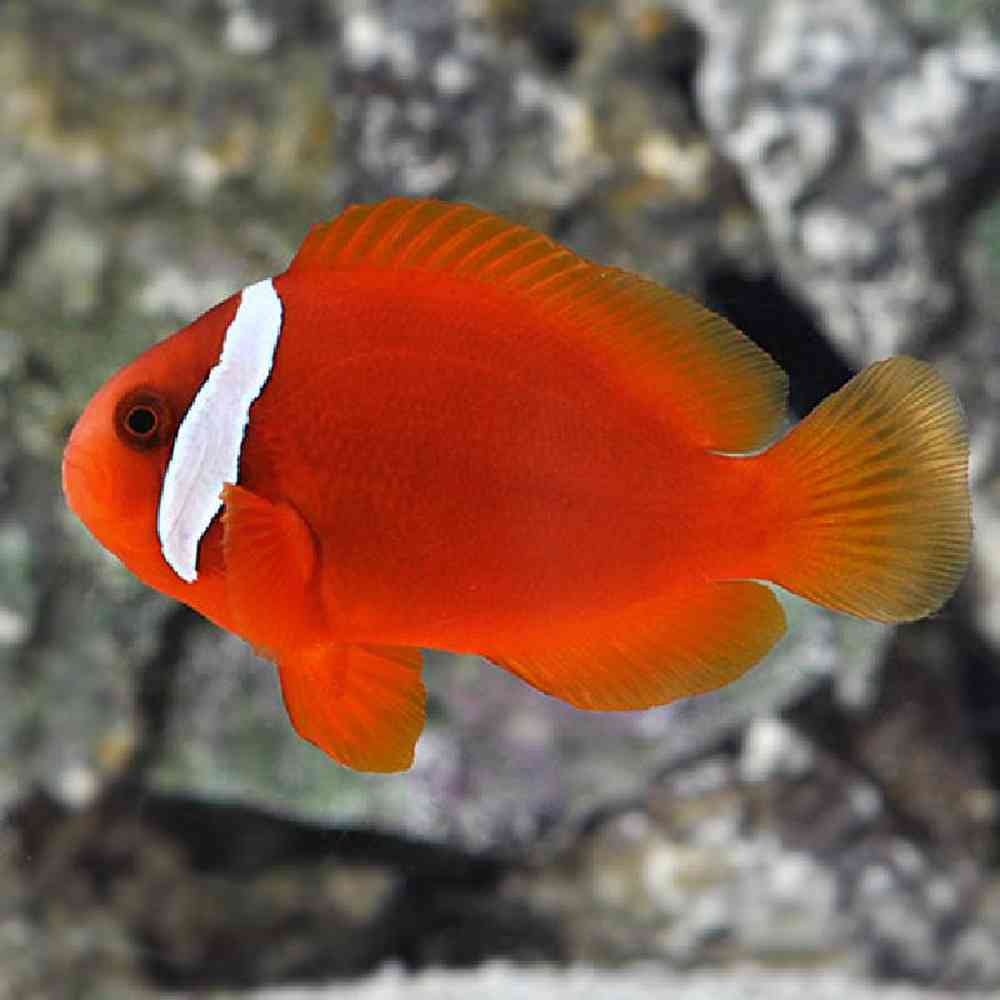 Image of a pet breed in the gallery