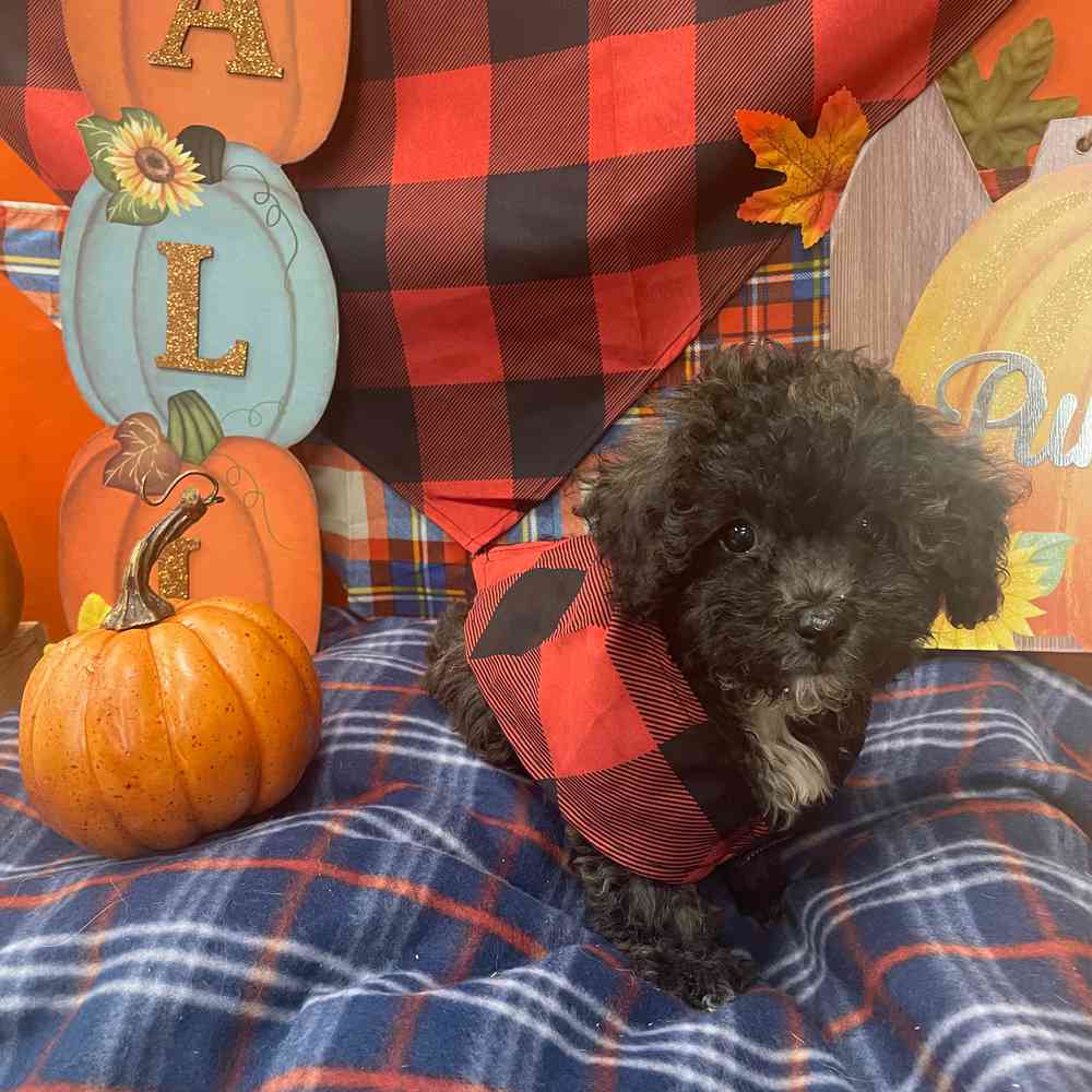 Black poochon puppies for hot sale sale