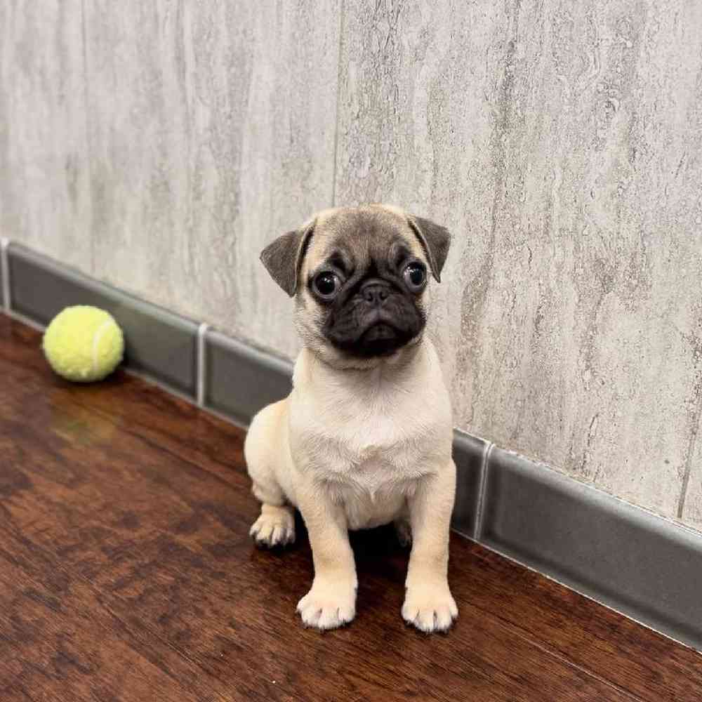 Image of a pet breed in the gallery