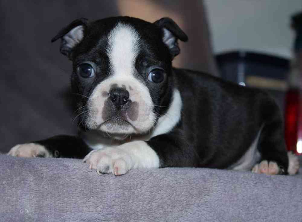 Image of a pet breed in the gallery