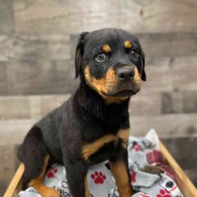 Rottweiler