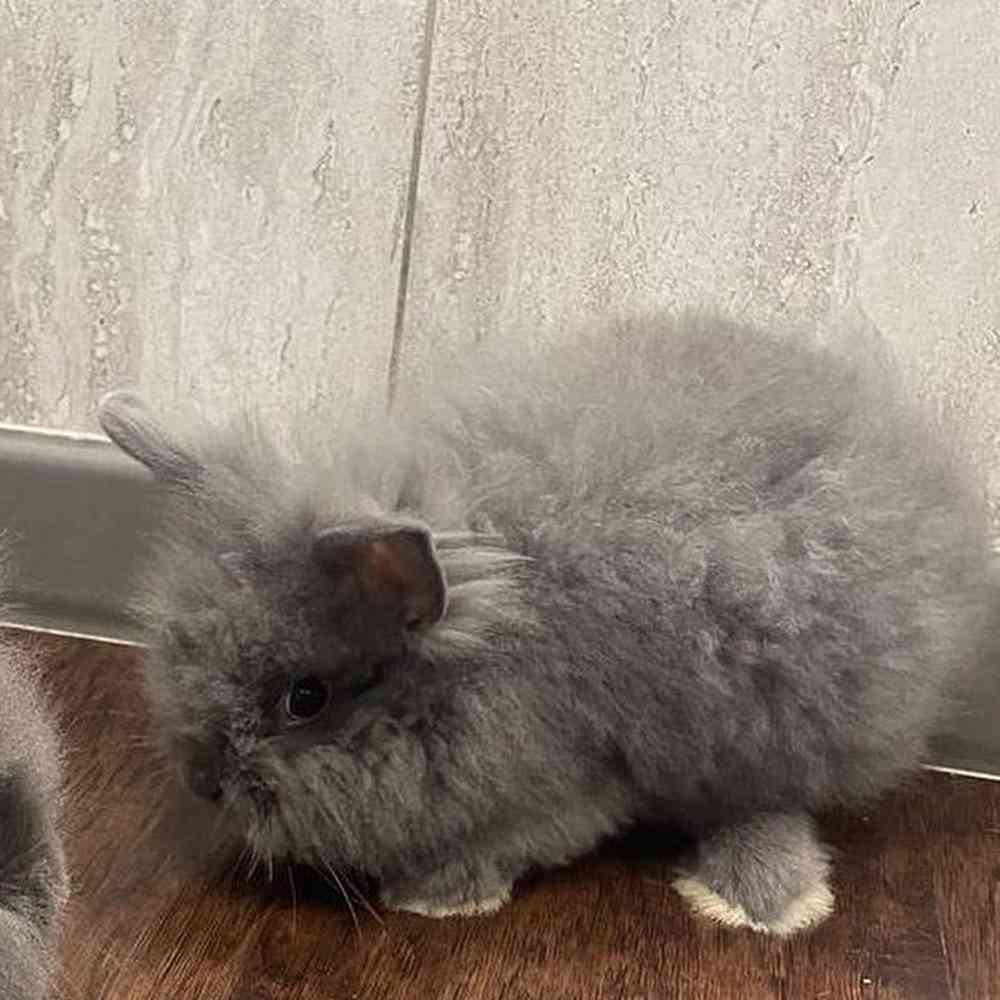 Lionhead Rabbit