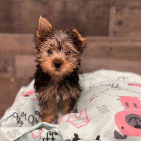 Yorkie