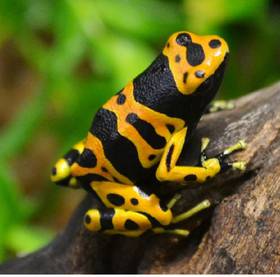 Dart Frog