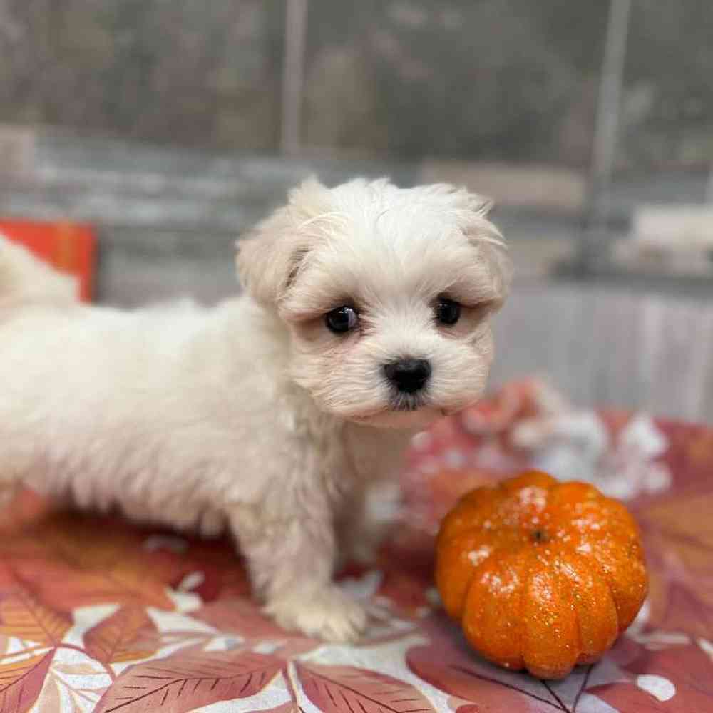 Maltese Puppy for sale - New Haven