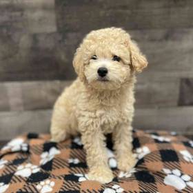 Cavapoo