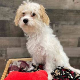 Cavachon