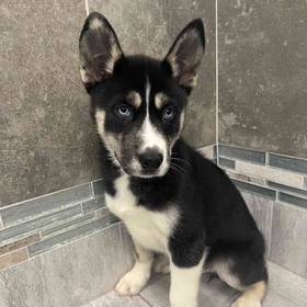 Siberian Husky