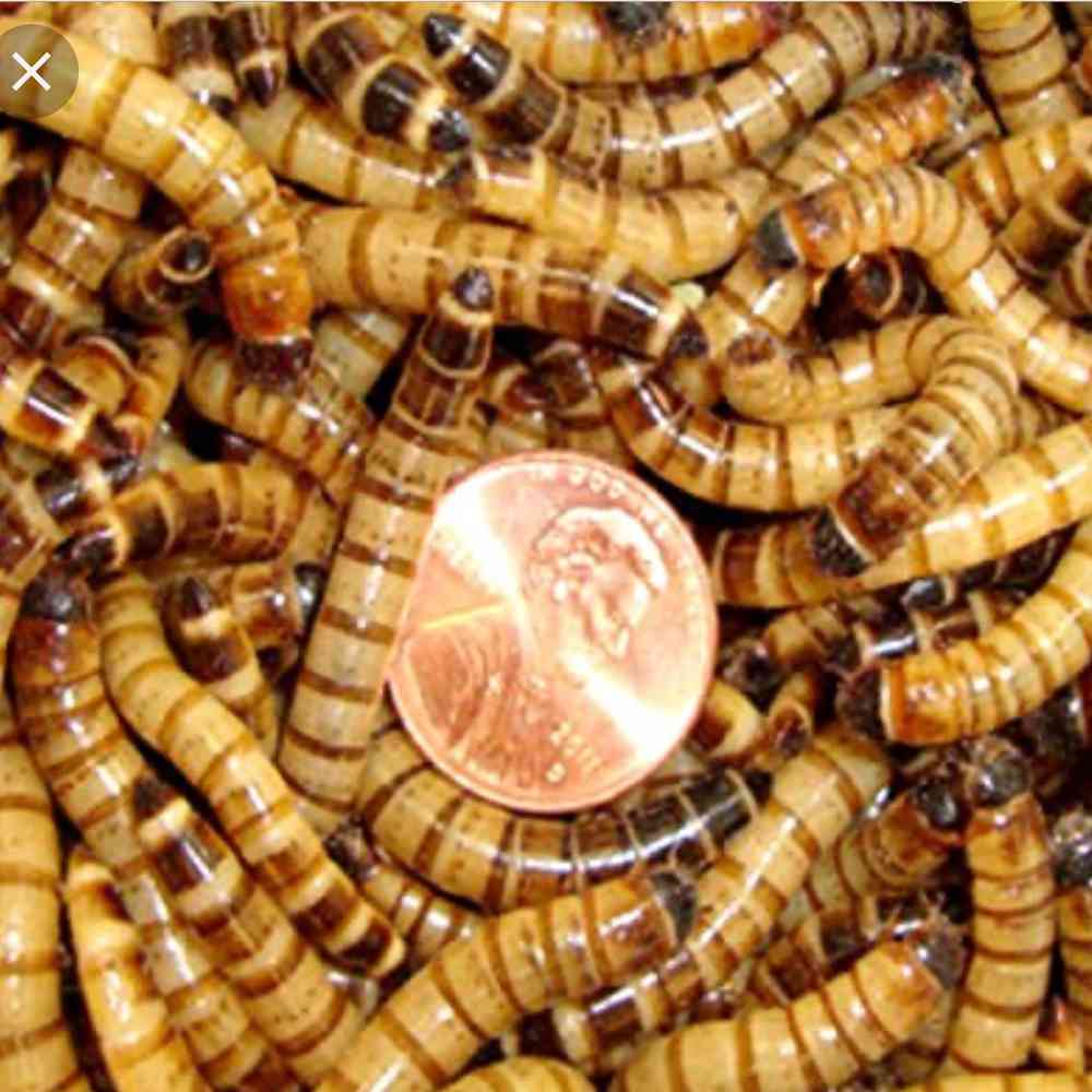 Live Superworm