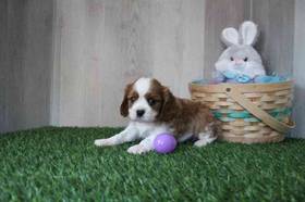 Cavalier King Charles Spaniel