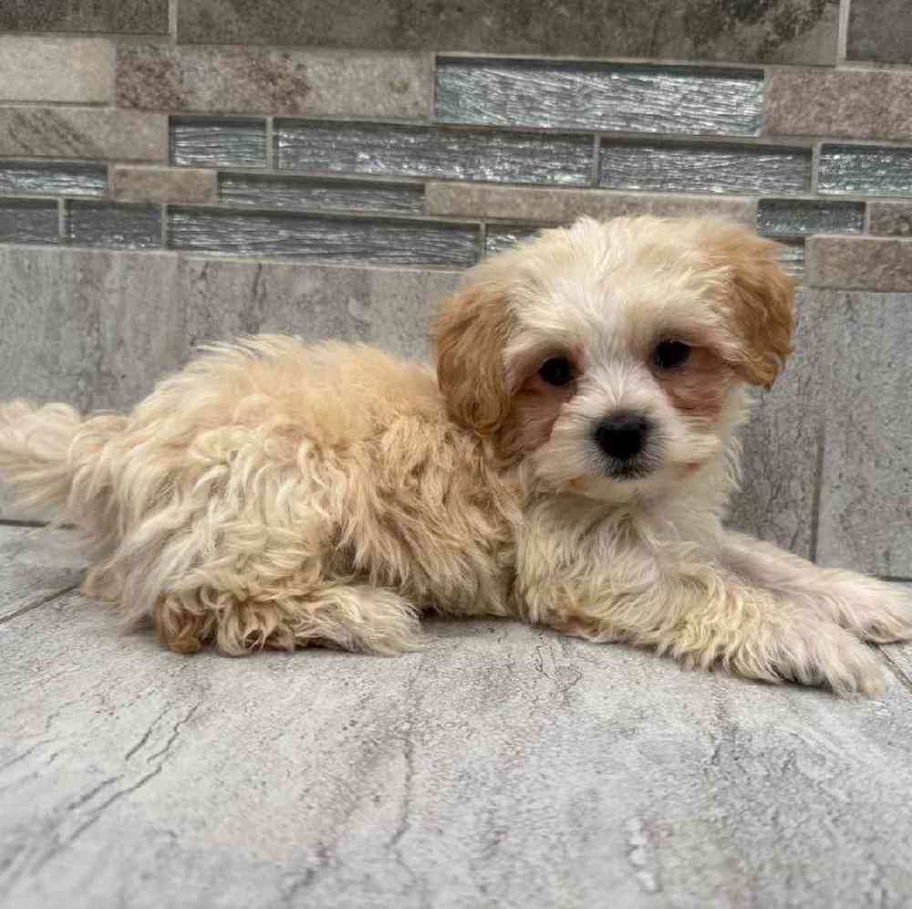 Image of a pet breed in the gallery