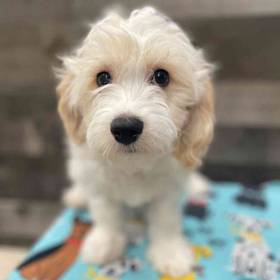 Cavachon