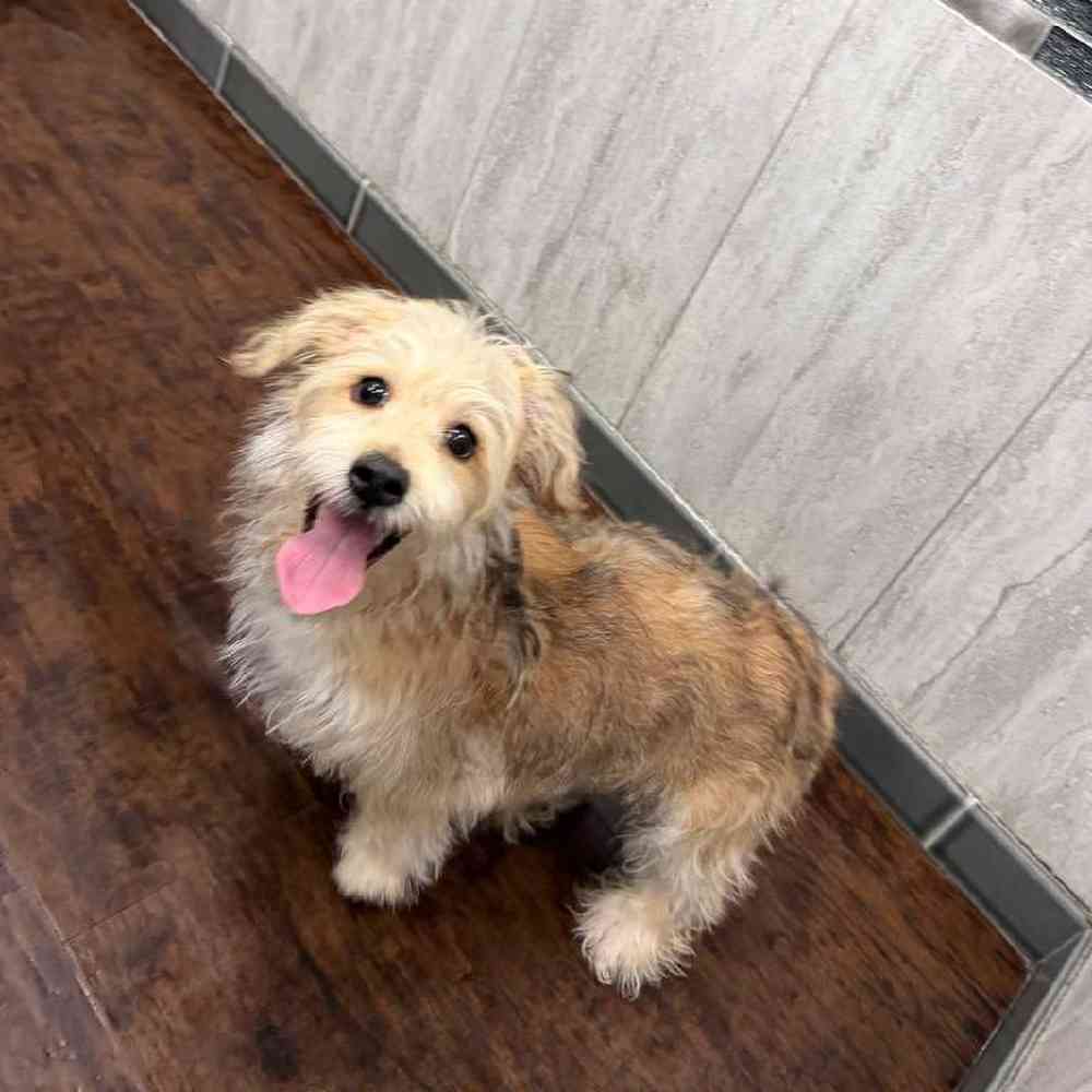 Male Yochon Puppy for Sale in New Haven, CT