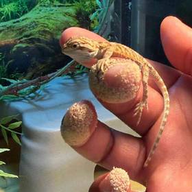 Bearded Dragon