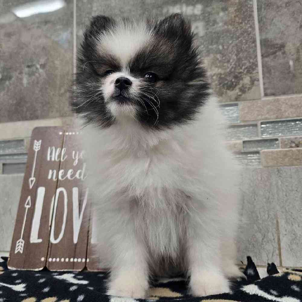 Image of a pet breed in the gallery