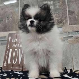 Pomeranian