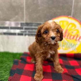 Cavapoo