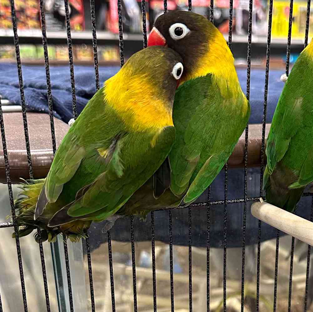 Lovebird