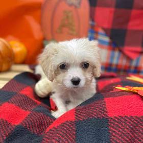 Cavachon