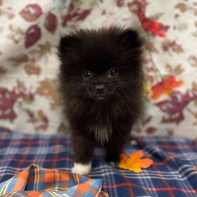 Pomeranian