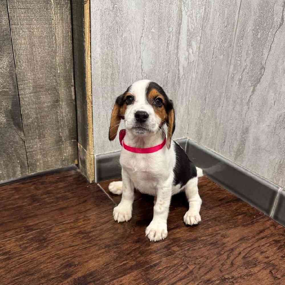 Image of a pet breed in the gallery