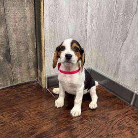 Beagle