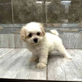 Maltipoo