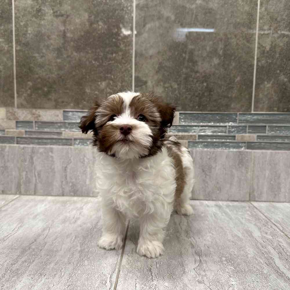 Havanese Puppy For Sale New Haven havanese-puppy-for-sale-new-haven