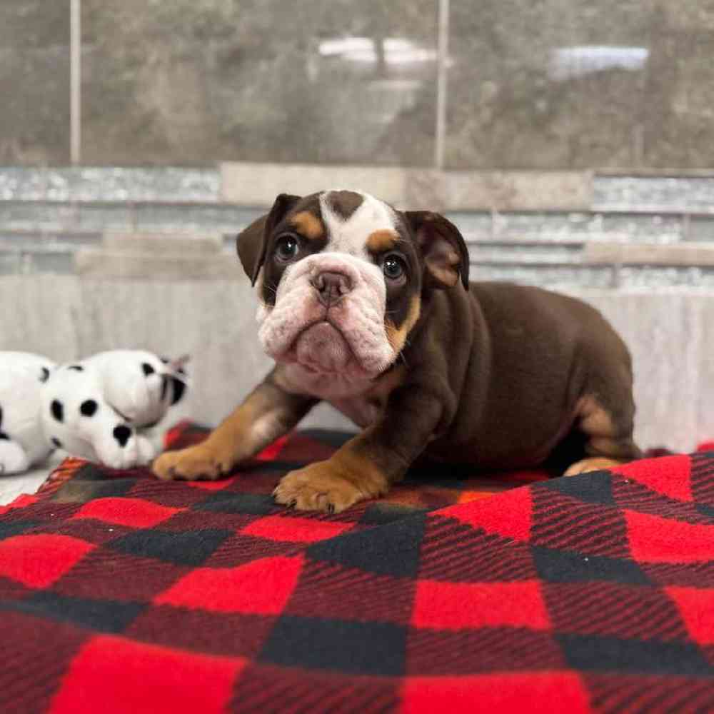 Image of a pet breed in the gallery