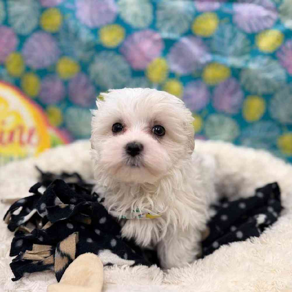 Male Maltese Puppy for Sale in New Haven, CT